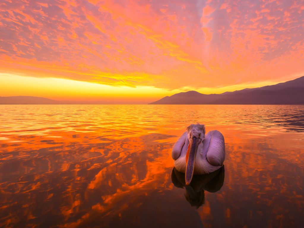 Pelican on Lake at Sunrise wallpaper