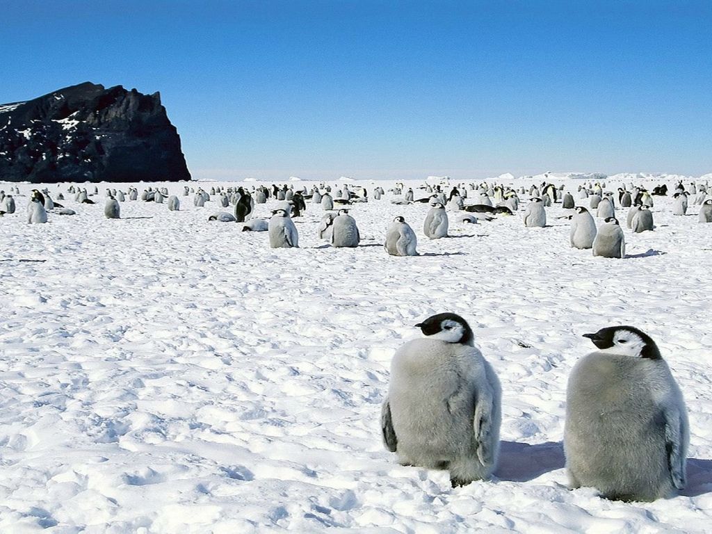 Penguin Walk in Snow wallpaper