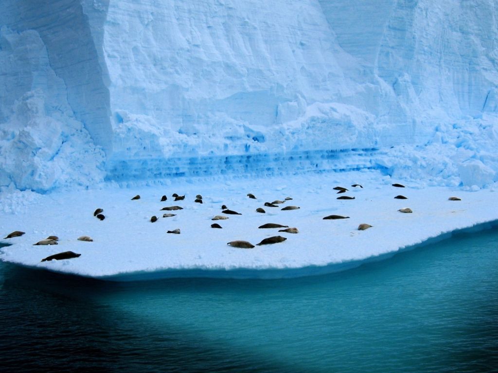 Penguins in Antarctica wallpaper