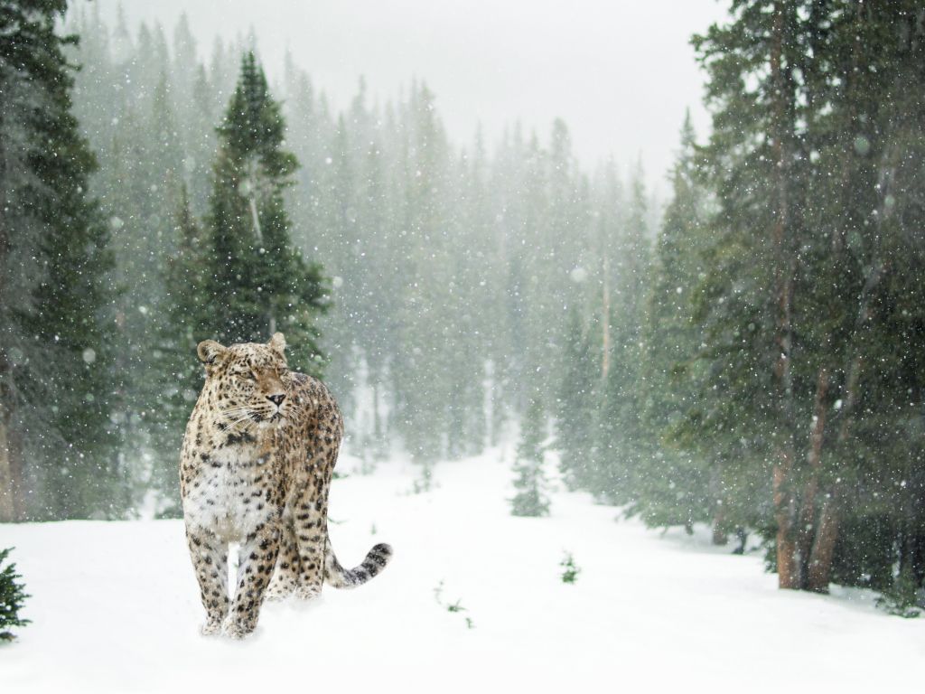 Persian Leopard in Winter wallpaper