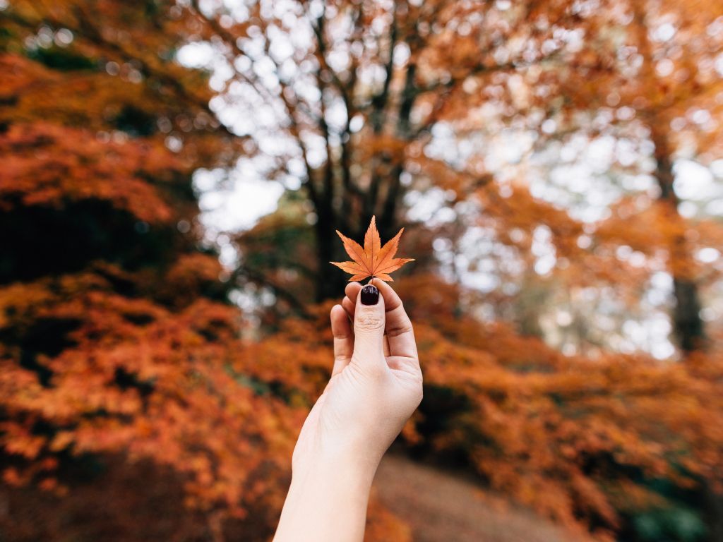 Person Showing - hand Leaf in Bokeh Photography wallpaper