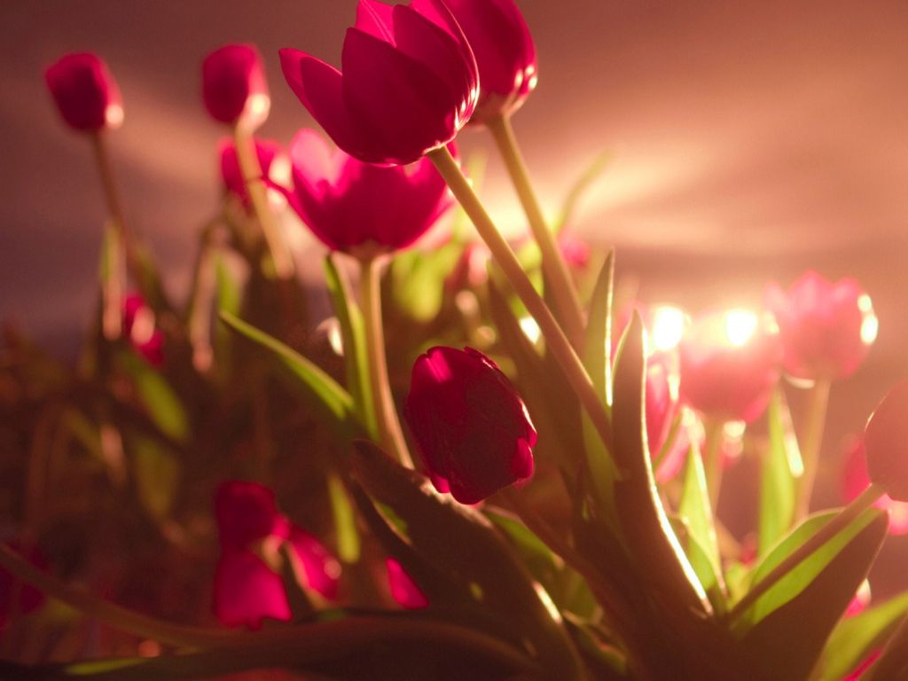 Photography Red Tulips Awesome wallpaper
