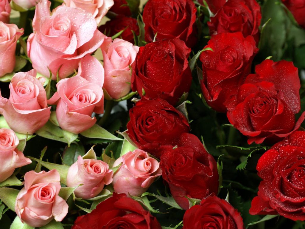 Pink and Red Roses Bouquet wallpaper