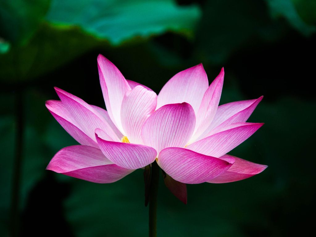 Pink and White Lotus wallpaper