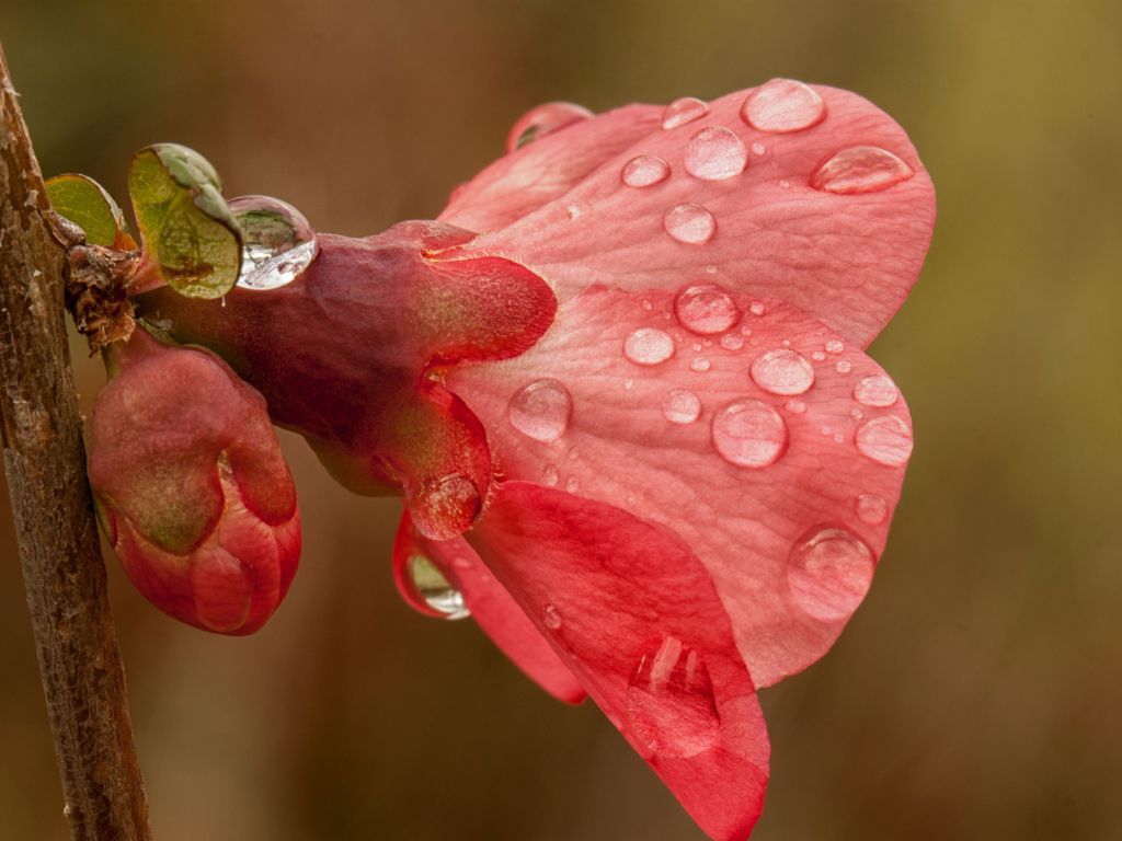 Pink Flower With Rain Drops wallpaper