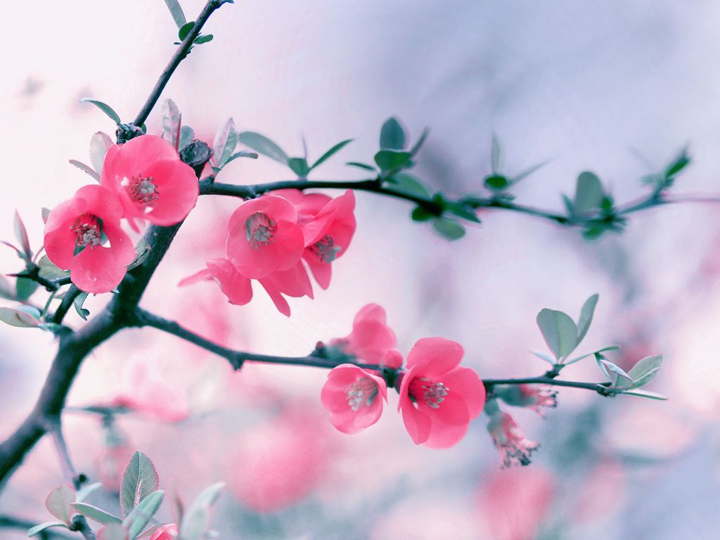 Pink Flowers From Tree wallpaper
