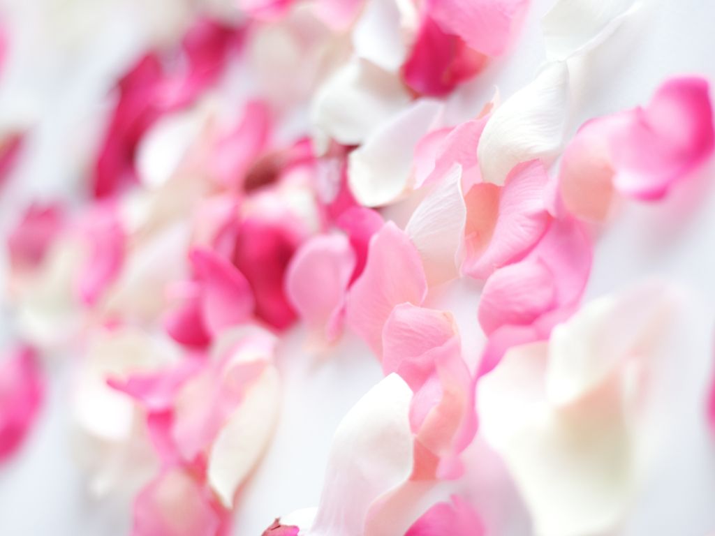 Pink Orchid Flowers wallpaper