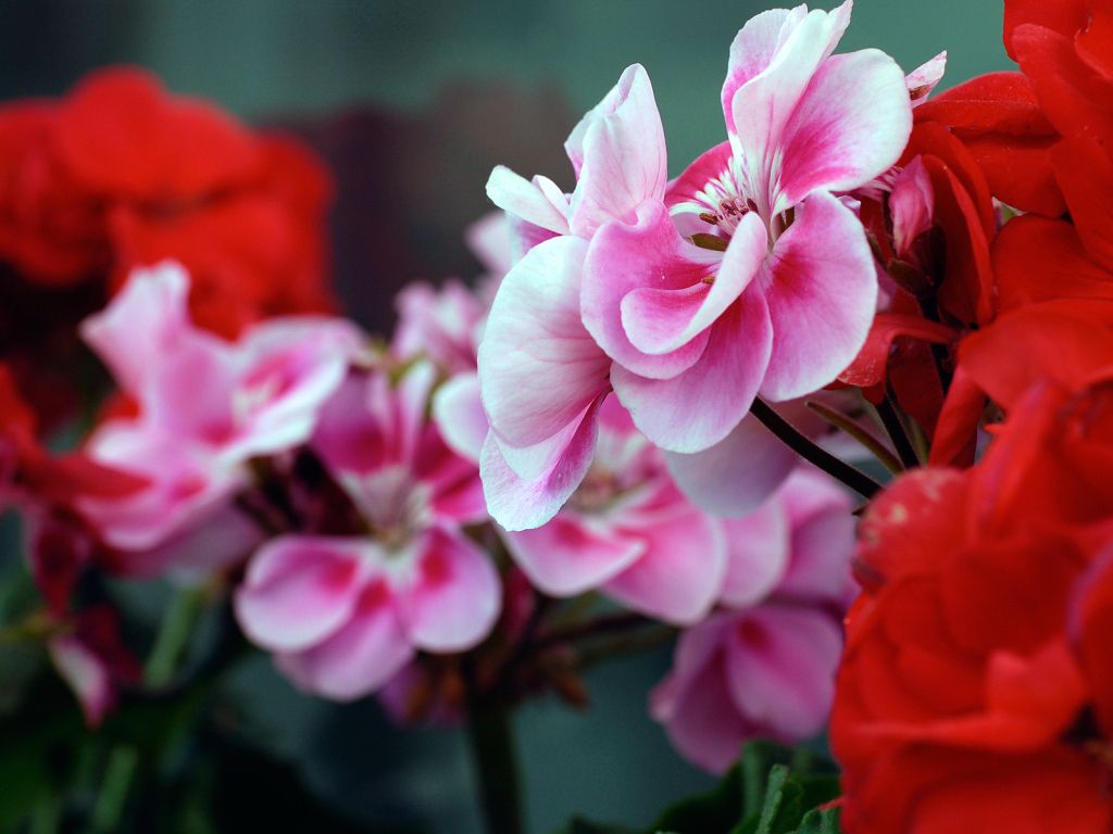 Pink Red Flowers wallpaper
