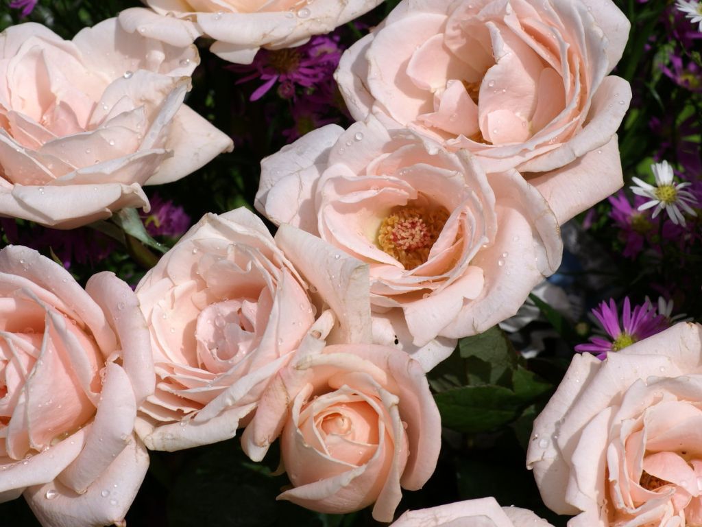 Pink Roses Background wallpaper