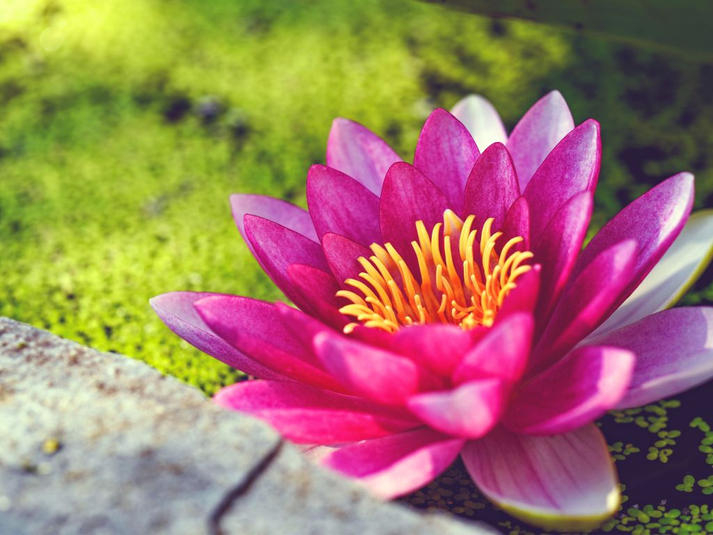Pink Water Lily Flower wallpaper