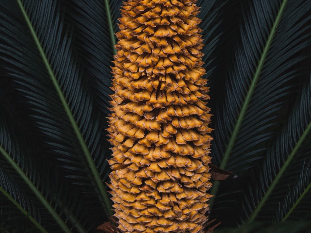 Plant Palm wallpaper
