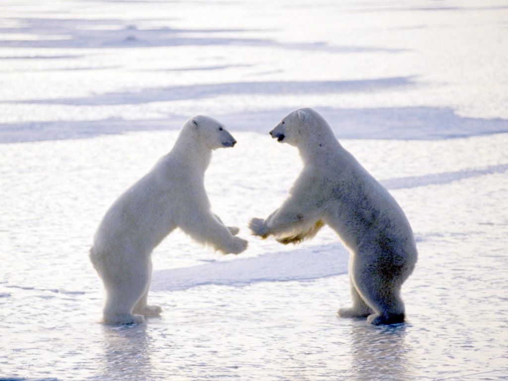 Playing Polar Bears Photographs wallpaper