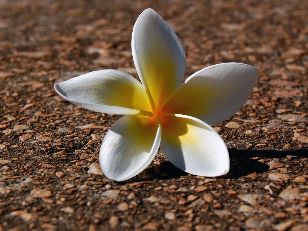 Plumeria 4K wallpapers for your desktop or mobile screen free and easy ...
