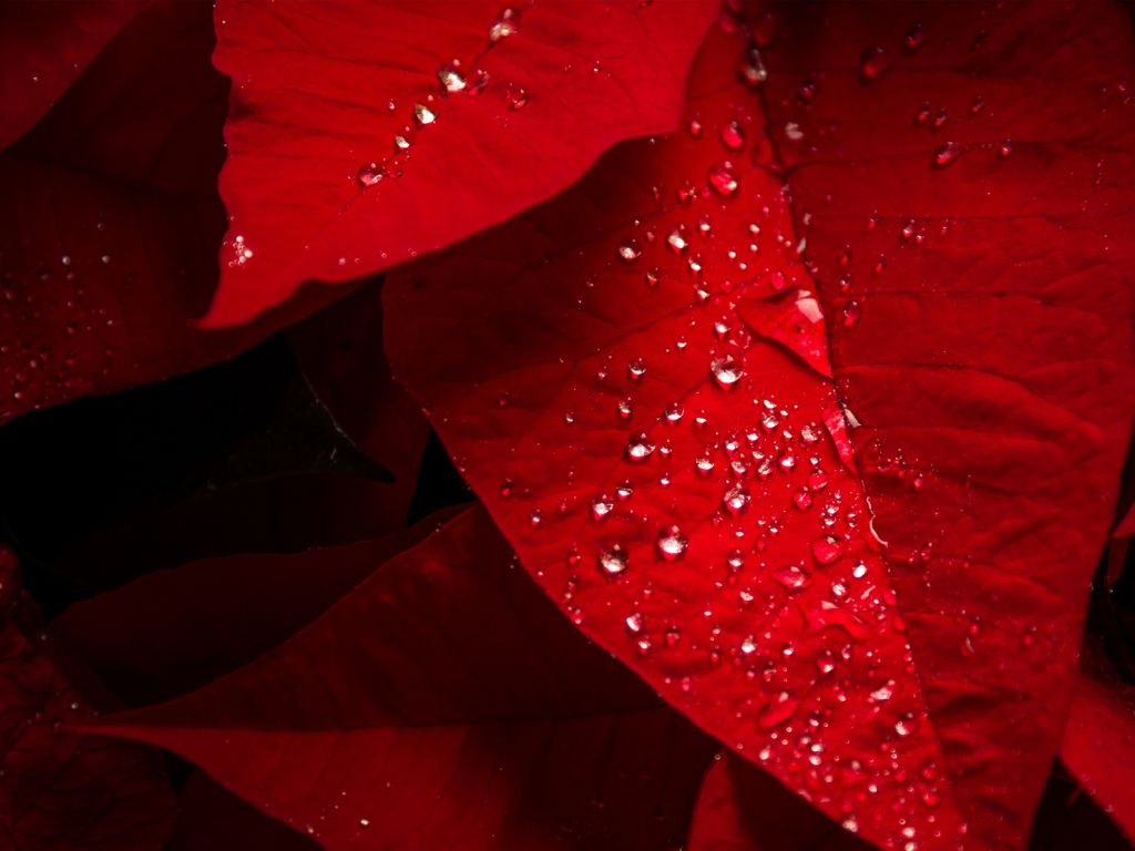 Poinsettia Red Leaves wallpaper