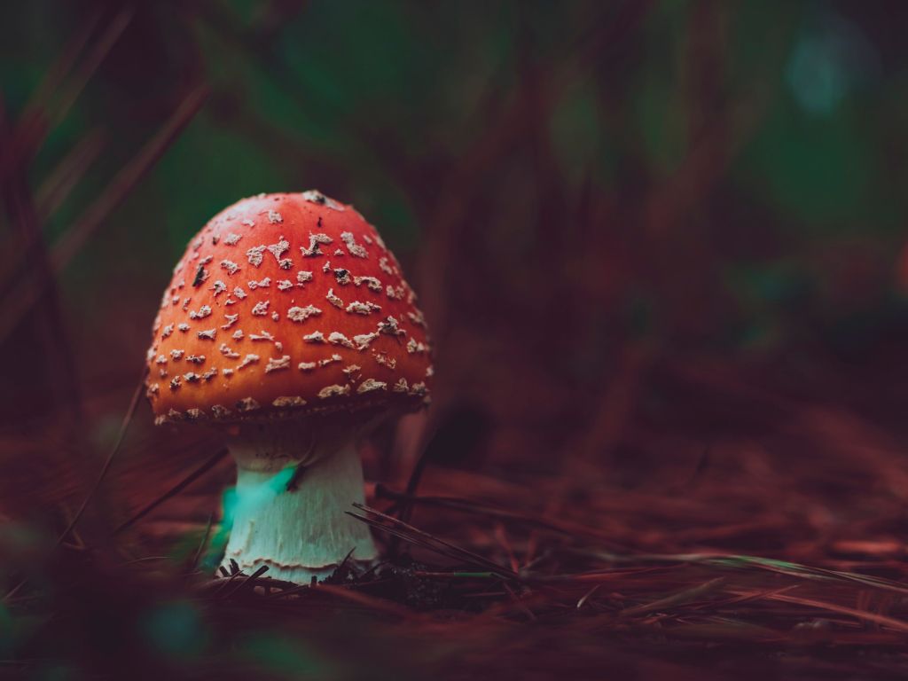 Poisonous Red Mushroom Macro wallpaper