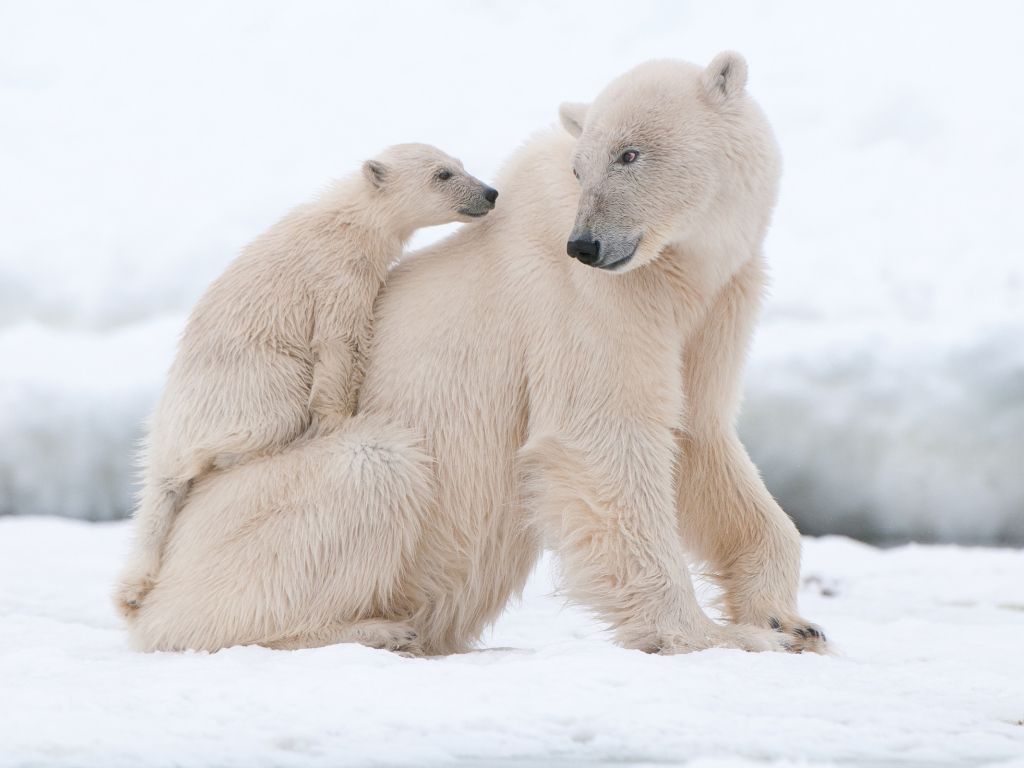 Polar Bear With His Cub wallpaper