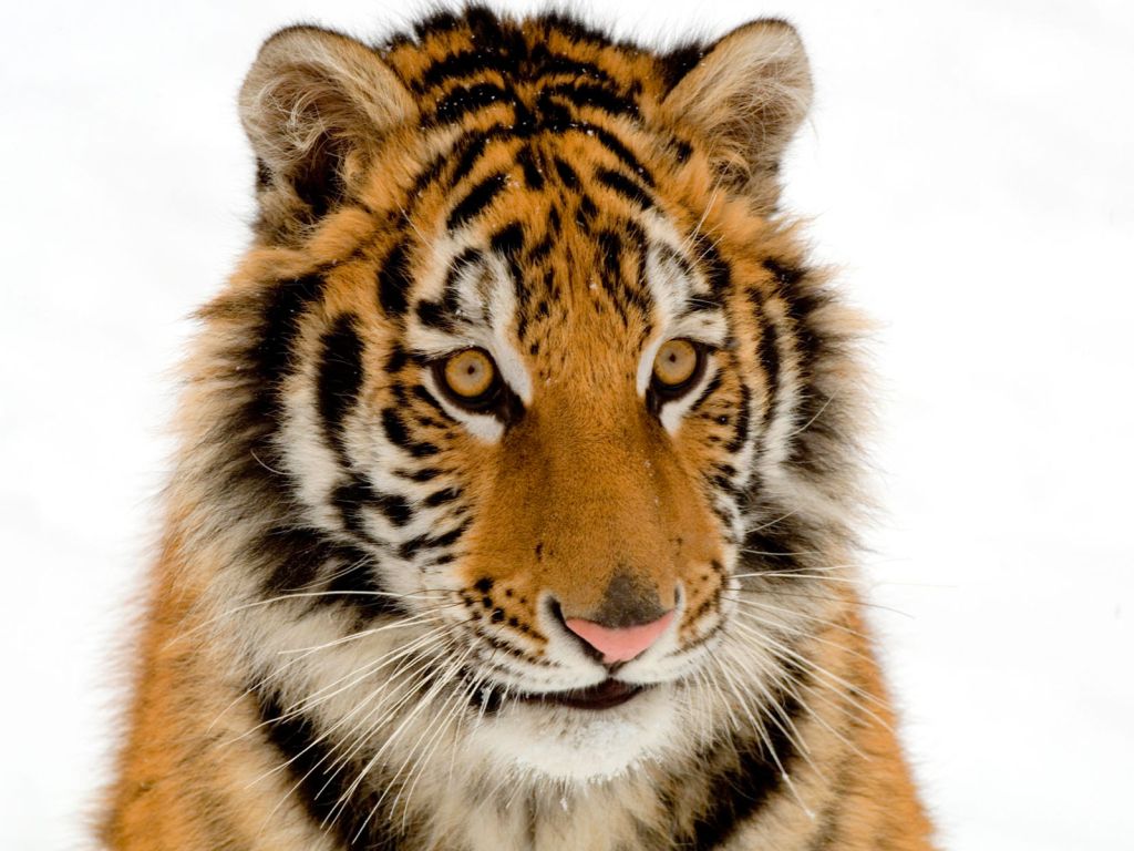 Portrait of a Tiger wallpaper