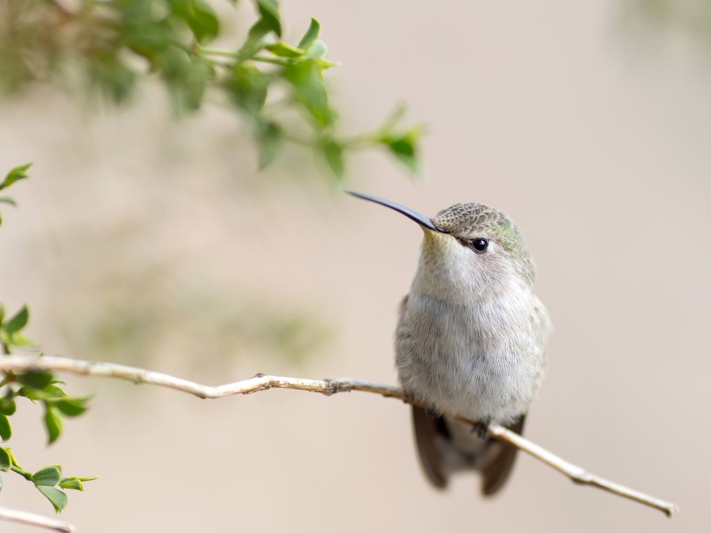 Posing Hummingbird wallpaper