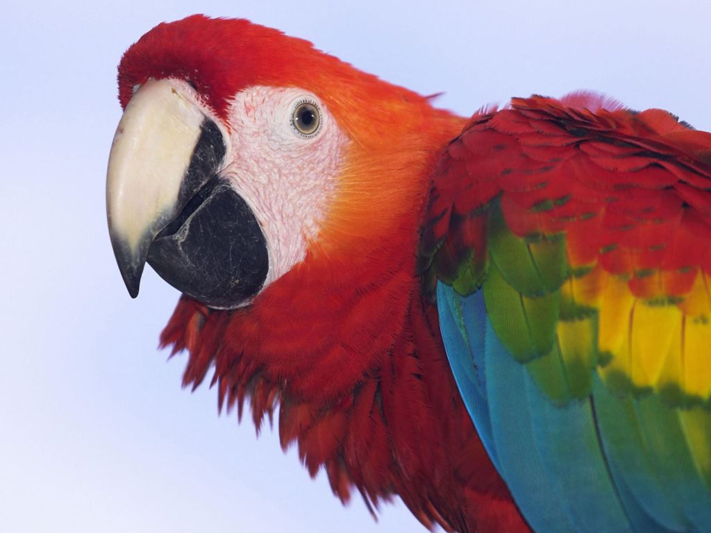 Profile of a Scarlet Macaw wallpaper