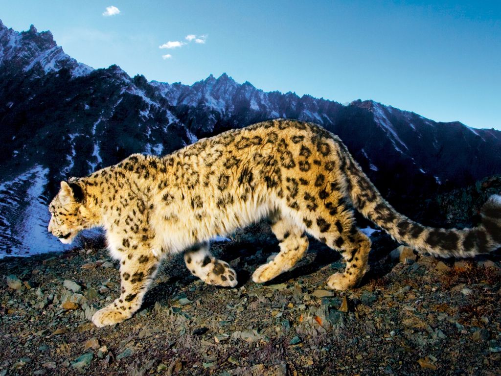 Prowling Snow Leopard wallpaper
