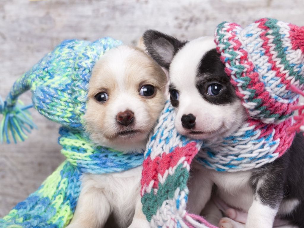 Puppie Dogs Couple wallpaper