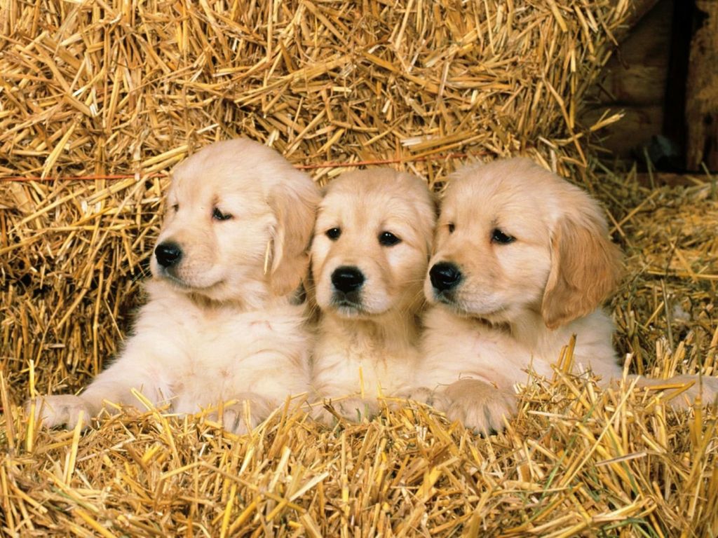 Puppies in Hay Day Animal Cute wallpaper