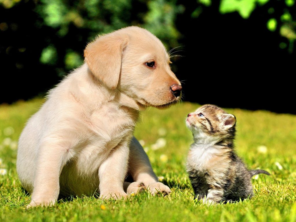 Puppy and Kitten in a Field wallpaper
