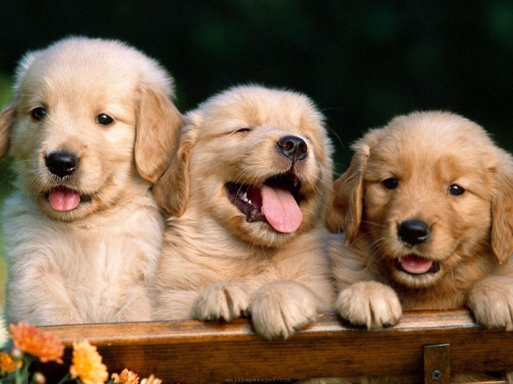 Puppy Babies Cute Dogs wallpaper