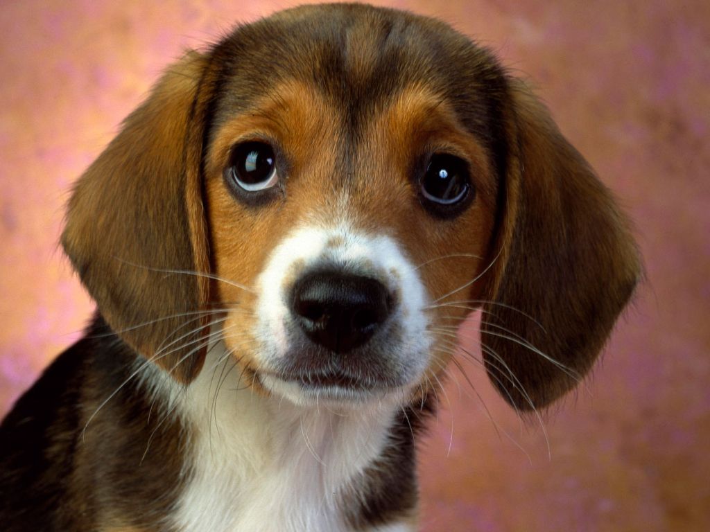 Puppy Eyes Beagle wallpaper