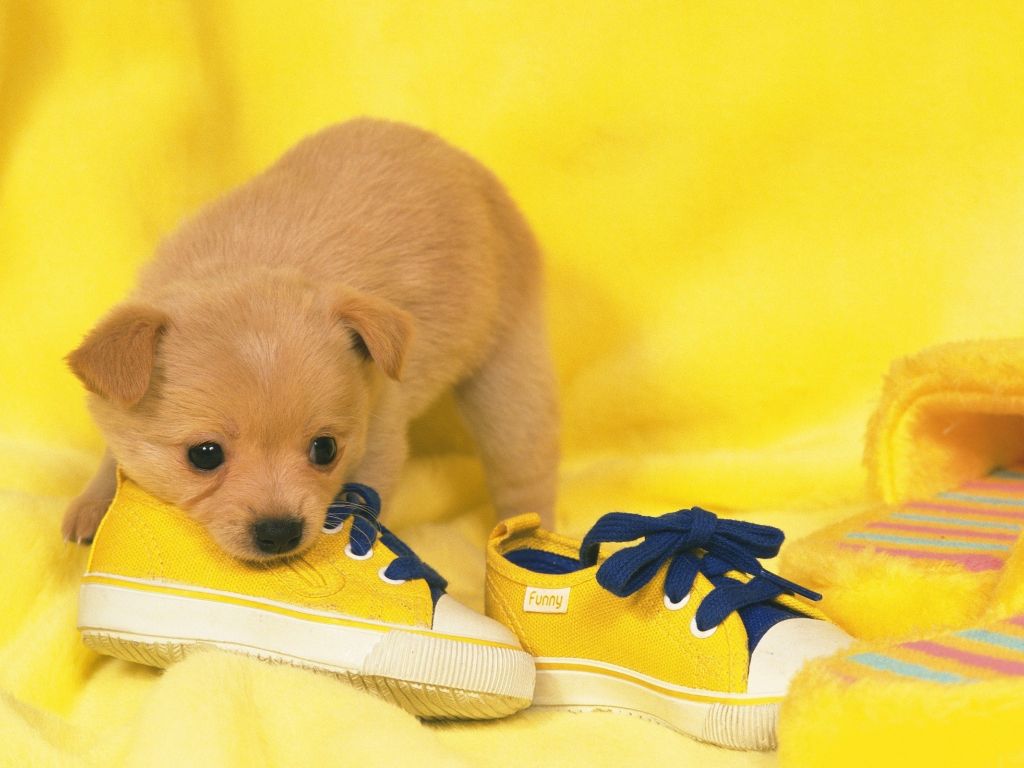 Puppy Next to Yellow Shoes wallpaper