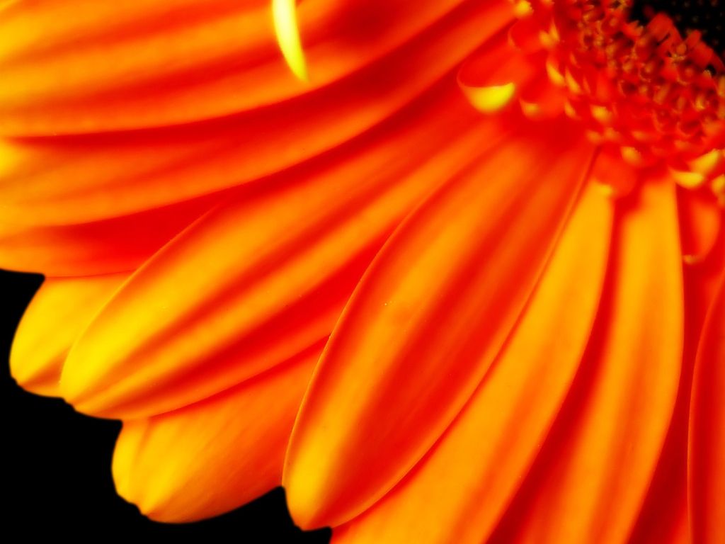 Pure Orange Flower 1080p wallpaper