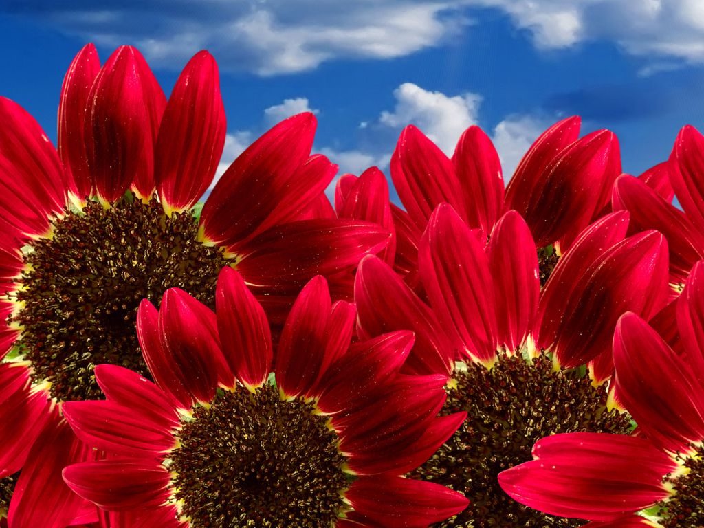 Pure Red Sunflowers wallpaper