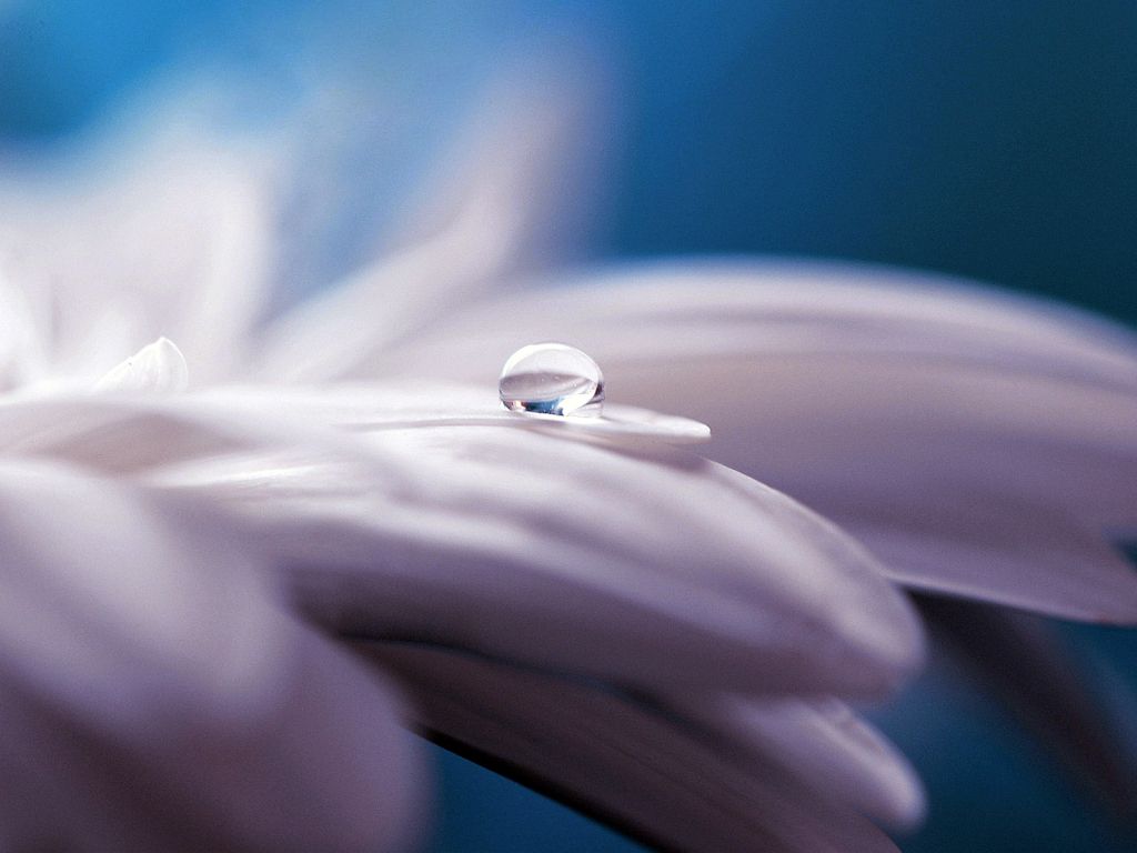 Pure Water Drop Flower wallpaper