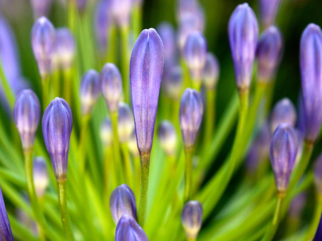 Purple 1080p Flower wallpaper
