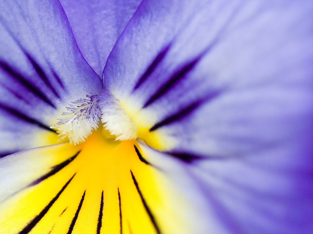 Purple And Yellow Flowers wallpaper in 1024x768 resolution