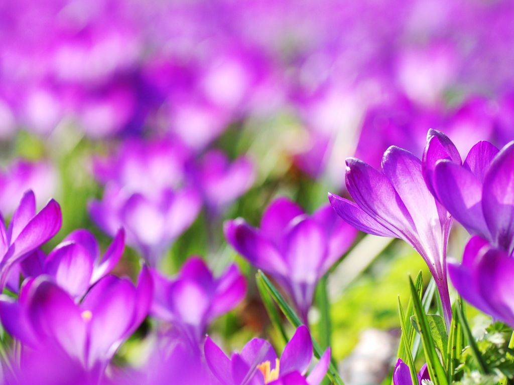Purple Crocus Flowers wallpaper