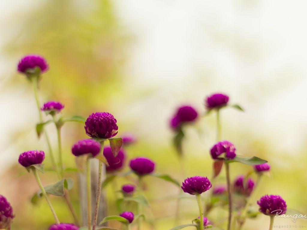 Purple Garden Flowers wallpaper