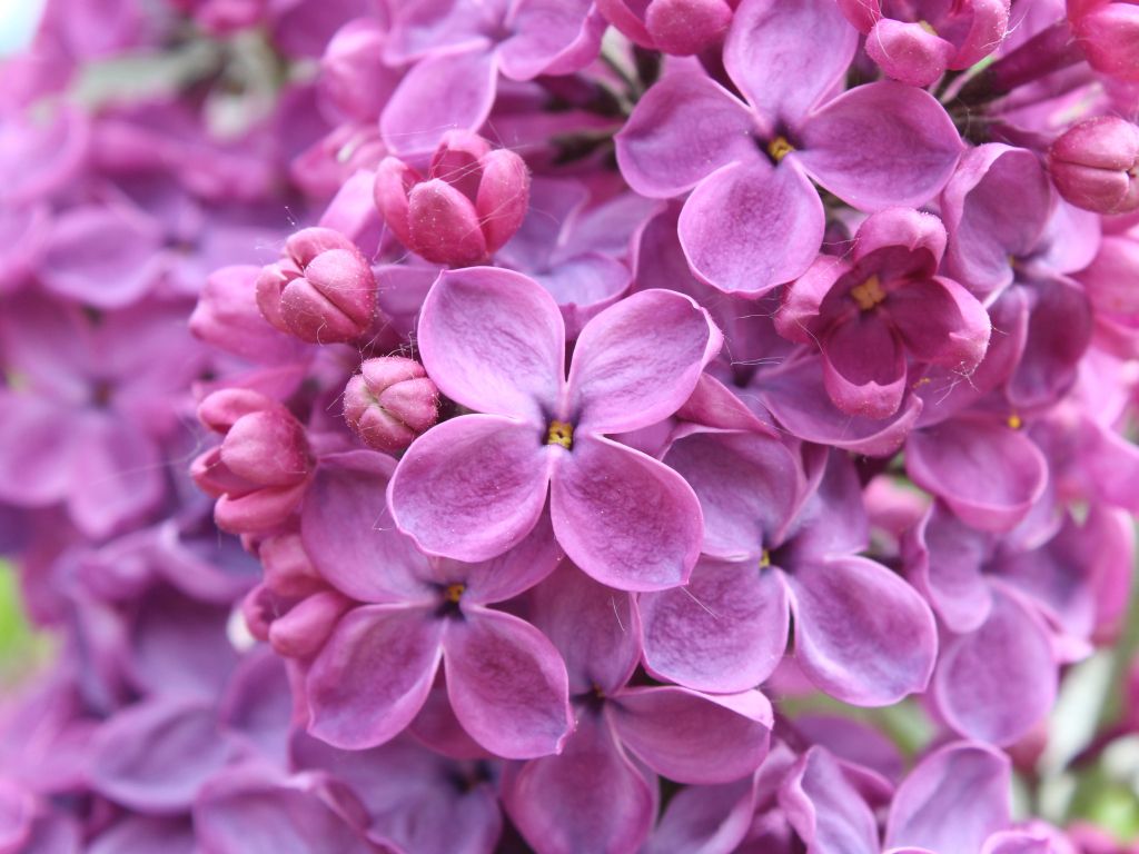 Purple Lilac Flowers wallpaper