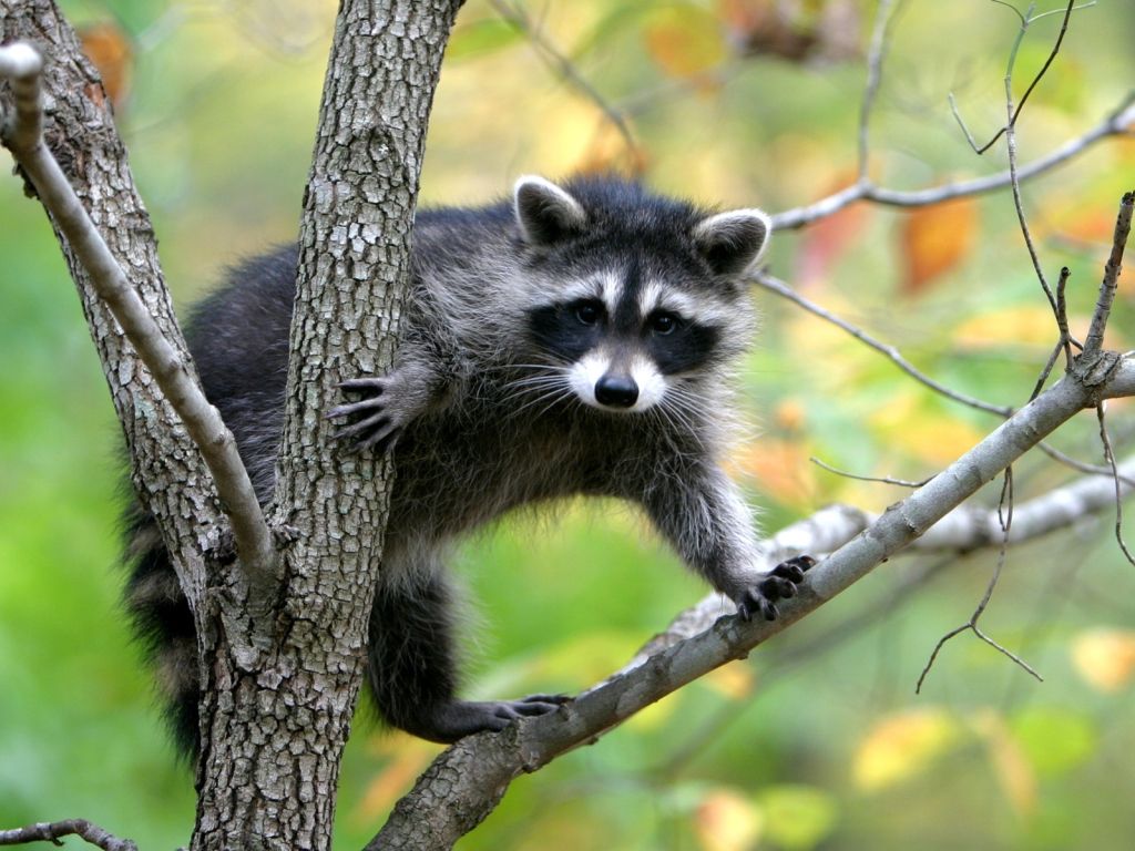 Raccoon in Tree wallpaper