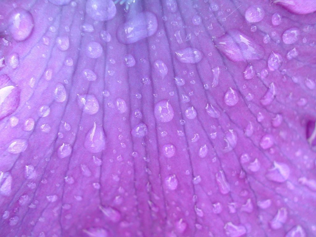 Rain Drops on Flower Petal wallpaper