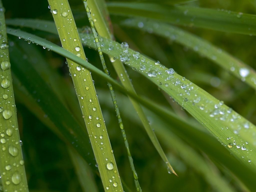 Rain Drops on Grass wallpaper