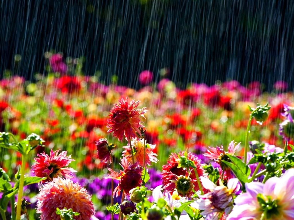 Rain on Beautiful Flowers wallpaper