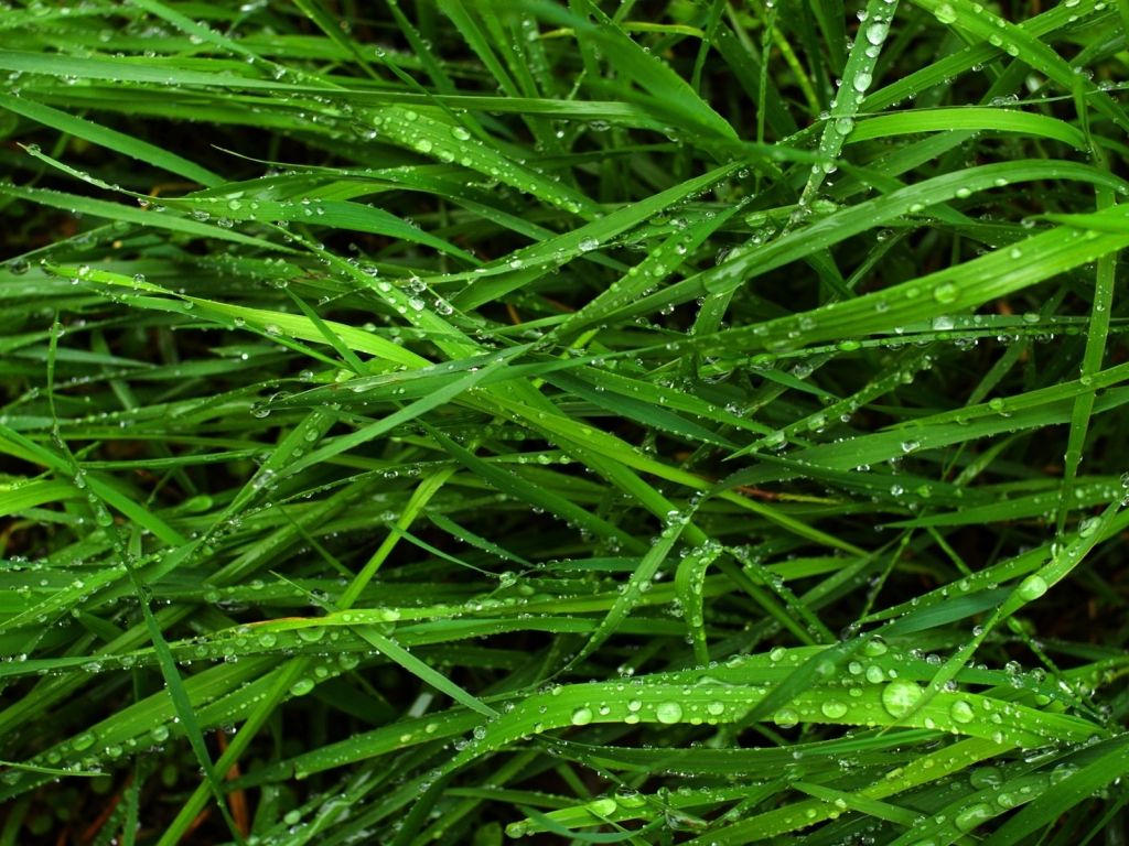 Rain on Grass wallpaper