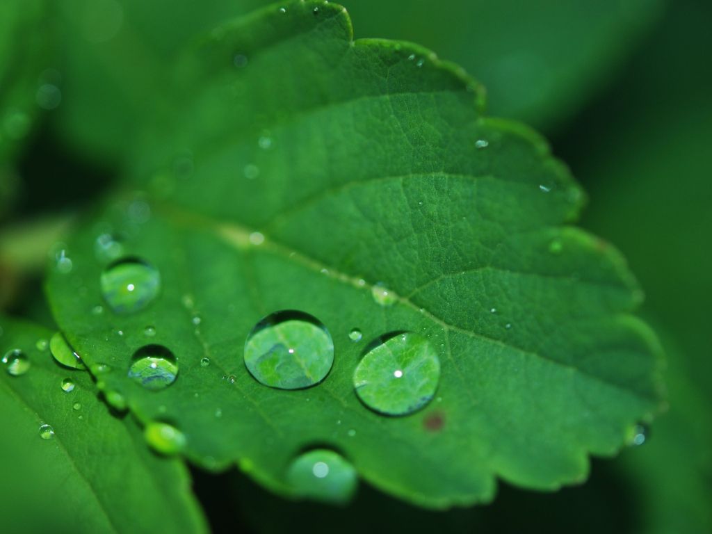 Rain on Green Leaf wallpaper