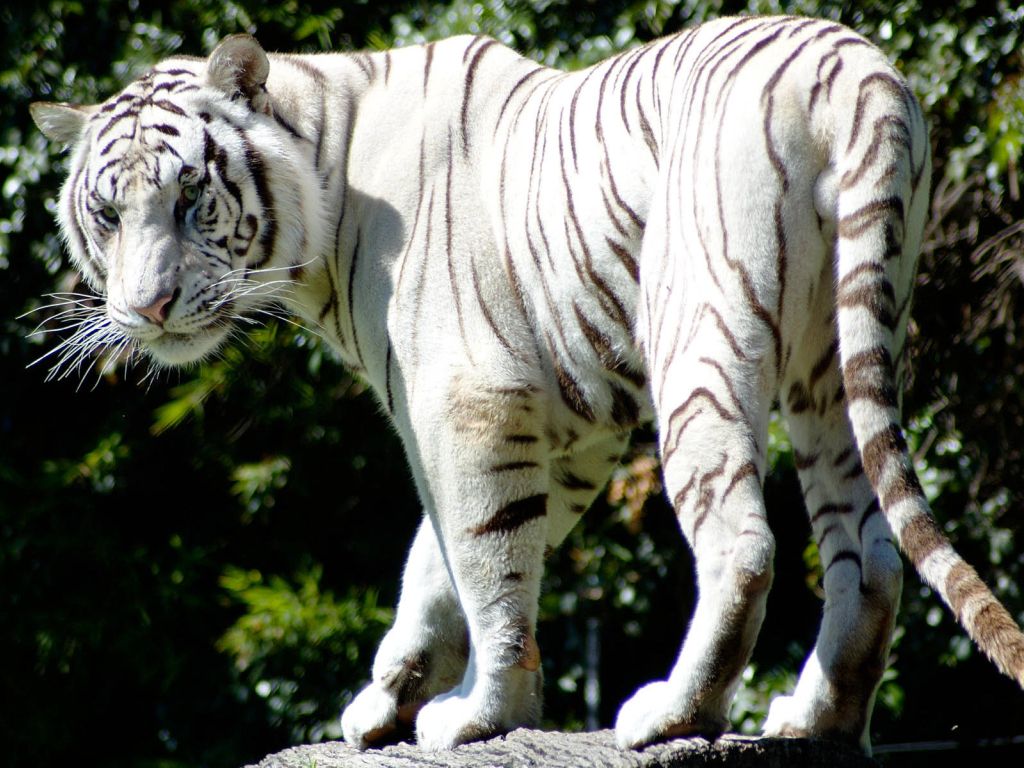 Rare White Tiger wallpaper