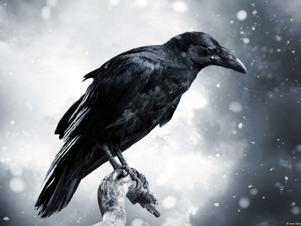 Raven With Stormy Sky wallpaper
