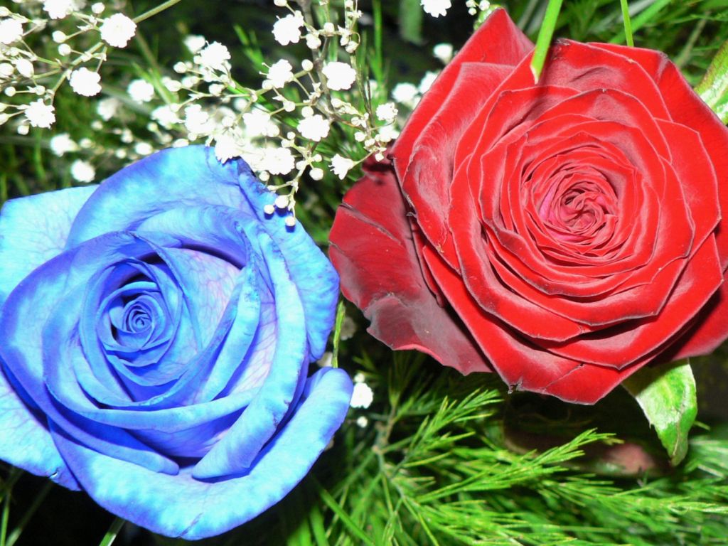 Red And Blue Roses wallpaper