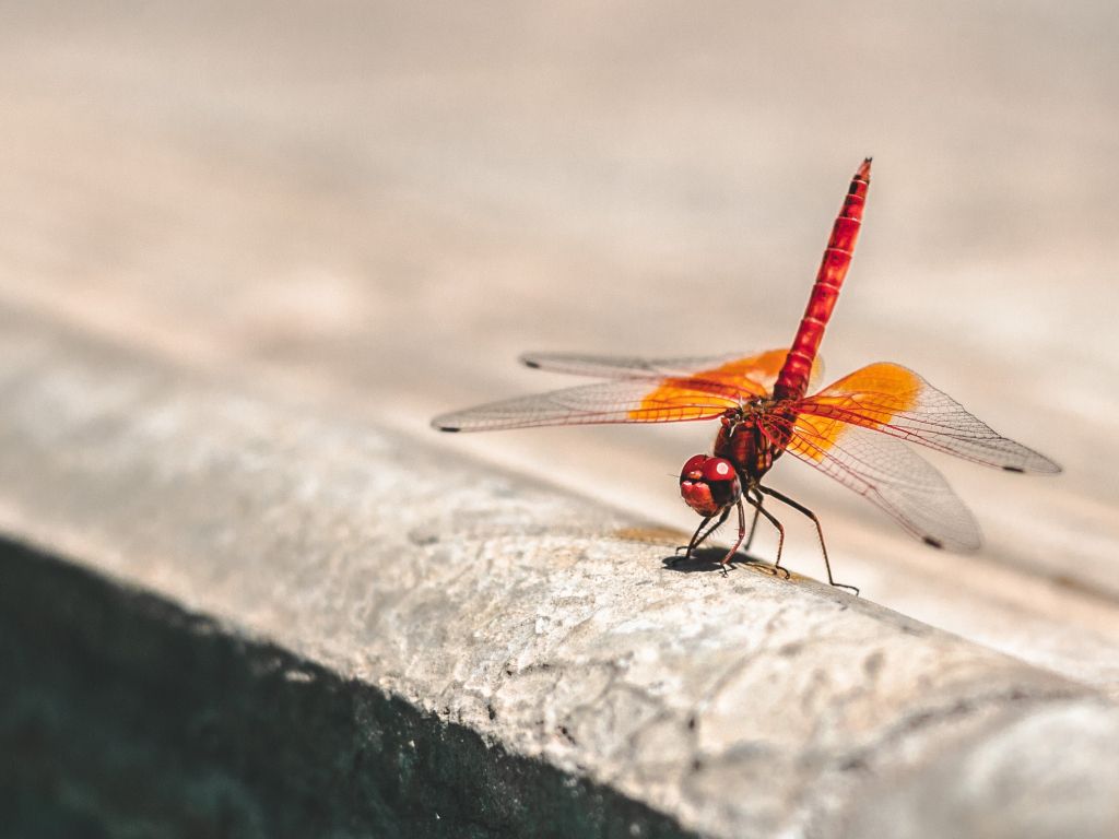 Red and Orange Dragonfly wallpaper
