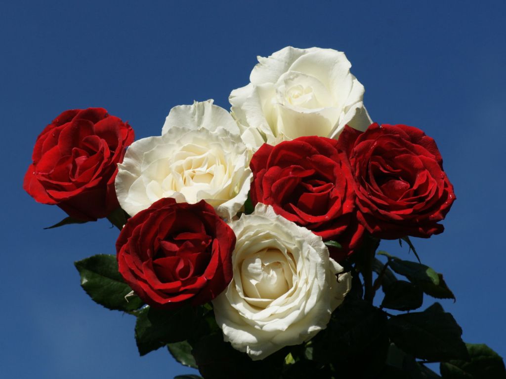 Red And White Roses wallpaper