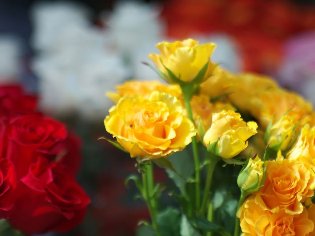 Red and Yellow Roses wallpaper